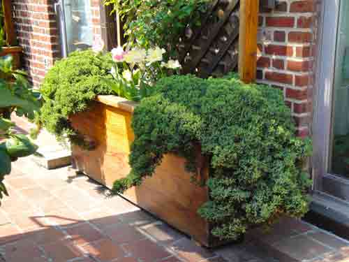 Juniper Planter